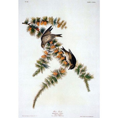 Olde Time Mercantile Audubon Pine Finch Bird Art Print - 7 in x 10 in Unmatted