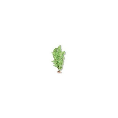Blue Ribbon Pet Products Plant - Fountain Fern With Buds Medium Green