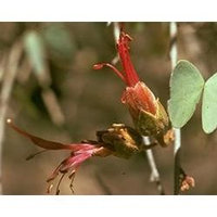 Australian Bush - Flower Essences, Bauhinia, 15 ml