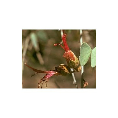 Australian Bush - Flower Essences, Bauhinia, 15 ml