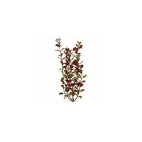 United Pet Group Rotala Aquarium Plant, 9