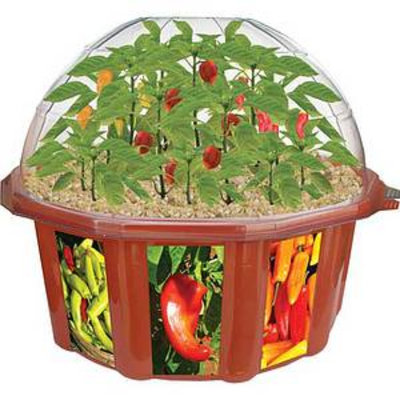 Dunecraft Hot Pepper Plant Kit Ages 4 and up