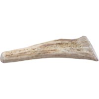 Prairie Dog Antlers Prairie Dog Giant Deer Antler Dog Chew