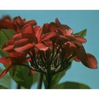 Australian Bush - Flower Essences, Red Suva Frangipani, 15 ml