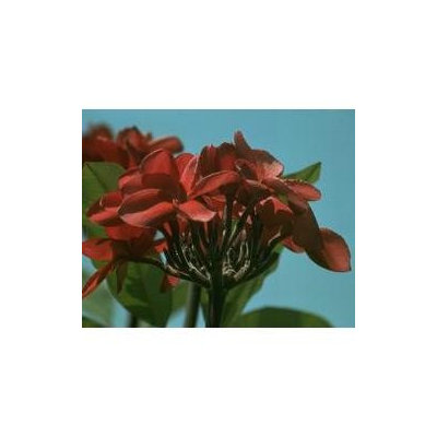 Australian Bush - Flower Essences, Red Suva Frangipani, 15 ml