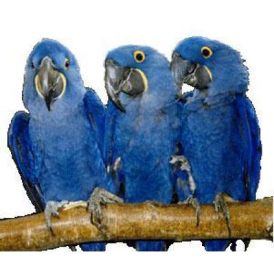 Pollys Pet Products Bird Supplies Full Length Hardwood Perch 30