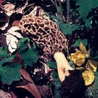 Fungus Among Us Organic Morel Mushrooms (2x1.0oz)