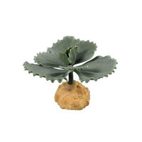 Zilla 11418 5-Inch Desert Series Terrarium Plant, Scalloped Echeveria Cactus