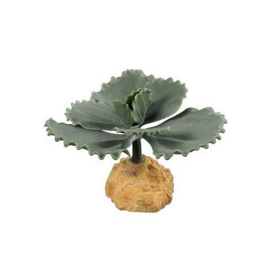 Zilla 11418 5-Inch Desert Series Terrarium Plant, Scalloped Echeveria Cactus