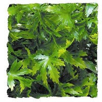 Topdawg Pet Supply Zoo Med Laboratories SZMBU26 Natural Bush Canabis
