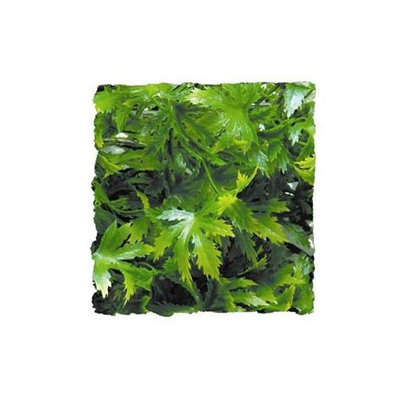 Topdawg Pet Supply Zoo Med Laboratories SZMBU26 Natural Bush Canabis