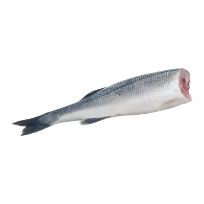 Branzino - Farm Raised