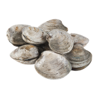 Cherrystone Clams