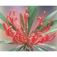 Australian Bush - Flower Essences, Monga Waratah, 15 ml
