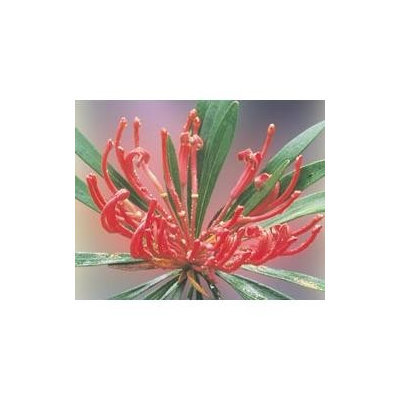 Australian Bush - Flower Essences, Monga Waratah, 15 ml