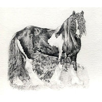 Olde Time Mercantile Gypsy Cob Horse Portrait Matted Art Print - 5 in x 7 in Design - 8 in x 10 in Matted