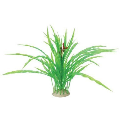 Pure Aquatic Natural Elements Cryptocoryne - Layered Bush - 11.5 in.