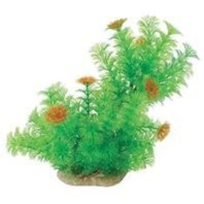 Pure Aquatic Natural Elements Cabomba - Slope - 10-12 in.