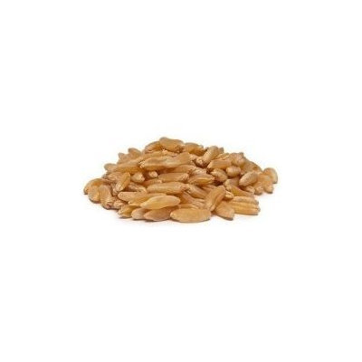 Bulk Grains 100% Organic Kamut Berries 25 Lbs