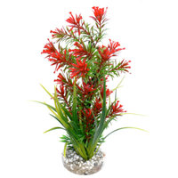 Top Fin Exotica Plant