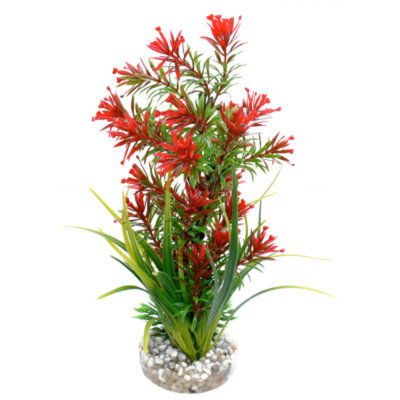 Top Fin Exotica Plant