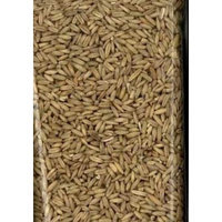 Sunseed Sun Seed Company BSS32010 Oat Groats Parakeet Food, 50-Pound