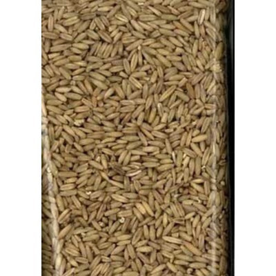 Sunseed Sun Seed Company BSS32010 Oat Groats Parakeet Food, 50-Pound