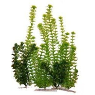 United Pet Group Plant Assorted Multi-Pack, 4 pike