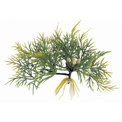 Hagen Exo Terra Water Plant, Fanwort