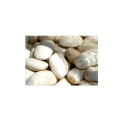 Bulk Peas & Beans Bulk Peas And Beans Organic 100% Organic White Canellini Beans 25 LB