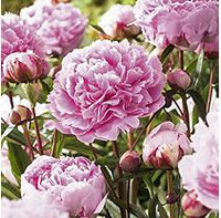 Peony Sarah Bernhardt