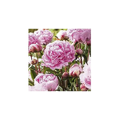 Peony Sarah Bernhardt