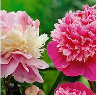 Peony Sorbet/Emile Debatene - 4 dormant roots