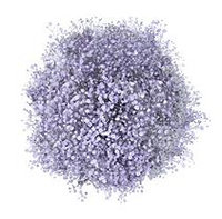 Galleria Glitter & Tinted Lavender Gypsophila (60 Stems)