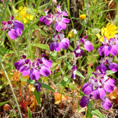 The Dirty Gardener Collinsia Heterophylla Chinese Houses Innocence Flowers - 1 Pound