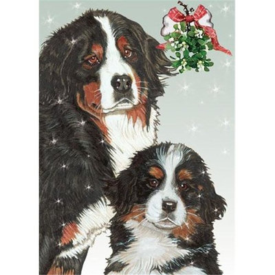 Pipsqueak Productions C559 Bernese Holiday Boxed Cards