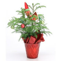 15-oz Norfolk Pine (ARD4) NURSERY