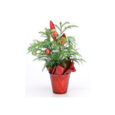 15-oz Norfolk Pine (ARD4) NURSERY