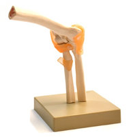 Eisco Labs Human Elbow Join Anatomical Model, Life Size, Approx. 9'X7
