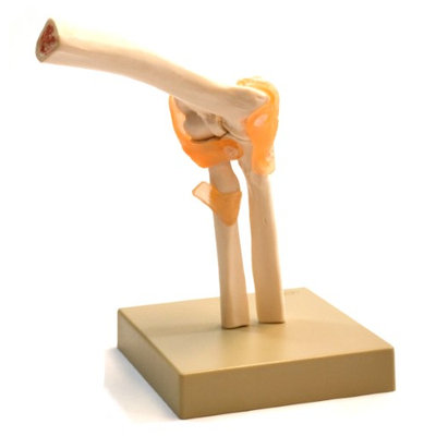 Eisco Labs Human Elbow Join Anatomical Model, Life Size, Approx. 9'X7