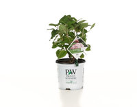 Proven Winners Incrediball Blush Smooth Hydrangea, Live Shrub, Light Pink Flowers, 1 Gallon