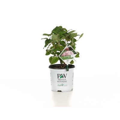 Proven Winners Incrediball Blush Smooth Hydrangea, Live Shrub, Light Pink Flowers, 1 Gallon