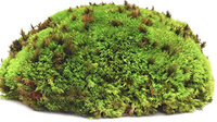 Galapagos Royal Pillow Moss - 8 qt