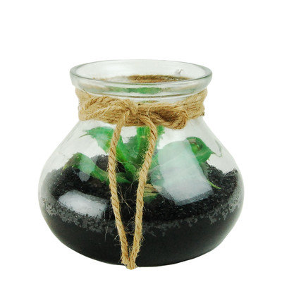 Lcgflorals Succulents Plant in Terrarium
