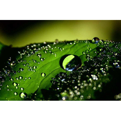 Novica Drops of Water on Leaf by Rudy Adnyana Photographic Print