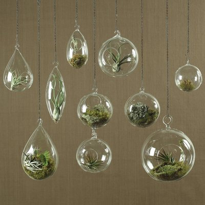 Ivy Bronx Berna Glass Hanging Planter