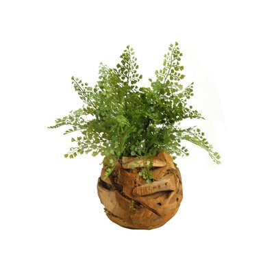 Loon Peak Maiden Hair Fern Plant