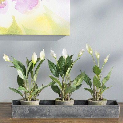 Laurel Foundry Modern Farmhouse Spathyfillum Desk Top Plant in Pot