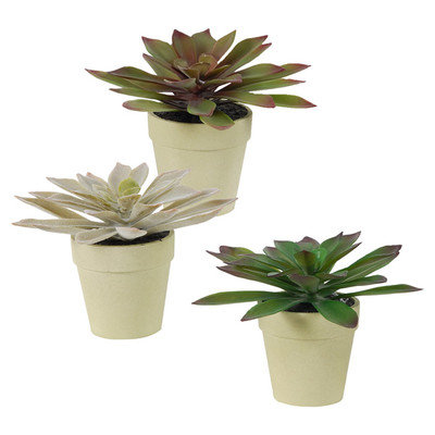Langley Street Aloe Plant in Pot