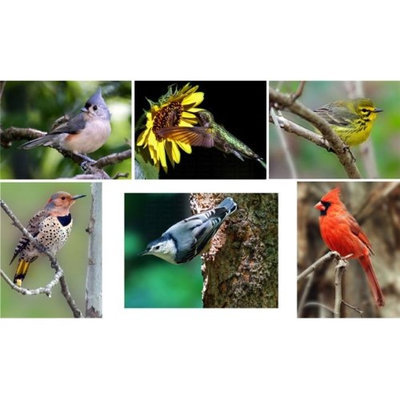 Hi-Look Inc. Steve Gifford Eastern Songbirds assorted